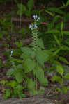 Heartleaf skullcap